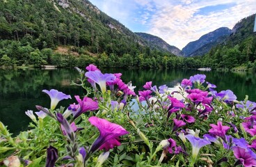 Flowers and mountains