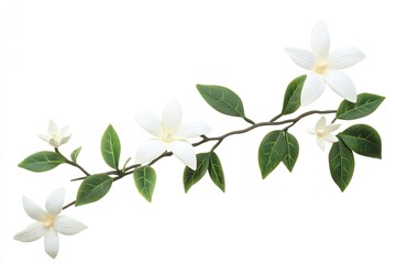 Elegant white blossoms and lush green leaves on a curving branch, isolated on white