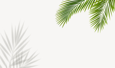Natural Frame With Palm Tree Leaves