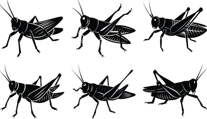 Grasshopper Silhouette vector illustration