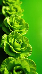 Fototapeta premium Uniform row of lush lettuce, vibrant green backdrop, pristine condition, row, nature, food