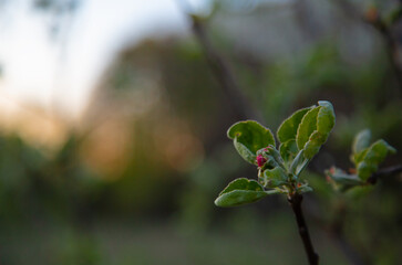 Macro apple bud blooms on the tree on the spring meadow near the forest background under blue sky in evening sunset time. Natural colors. Close-up. No people