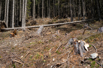 The remains of trees cut down in a mountain forest in the Austrian Alps