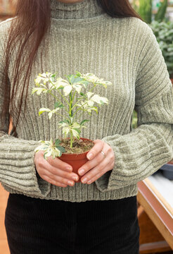A happy girl chooses a scheffler flower in a home improvement store.The concept of landscape design, landscaping,ecology in the house