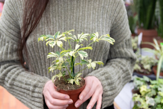 A happy girl holds a scheffler flower in her hands at a home improvement store.The concept of landscape design, landscaping,ecology in the house