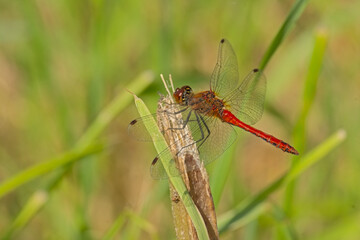  Closeup of a bright red ruddy darter dragonfly - Sympetrum sanguineum 