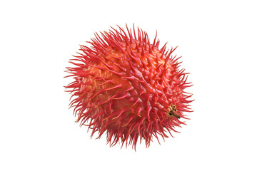 Spiky Red Castor Bean Fruit Closeup Isolated on Black Background