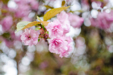 Sakura is the name given to trees of the pink family, the subfamily of plum trees (the species is small-serrated cherry)