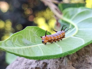 a caterpillar on a leaf