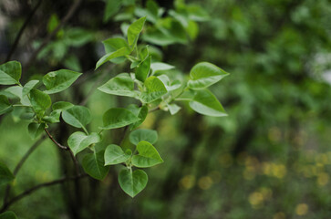 Abstraction growing green leaves on a light background outdoors