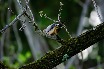 bird on a tree