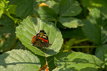 Closeup of a painted lady butterfly, with brown, orange and white pattern on it wings. selective focus - Vanessa cardui 