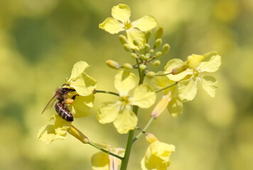 Bee getting pollen and nectar from yellow flower with pollen sac to hind legs