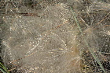 Macro of the fluffy white seeds of a dandelion flower, selective focus - taraxacum 