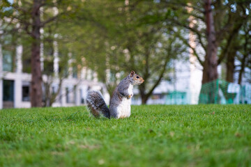 Lovely squirrel walking in the London Eye park.