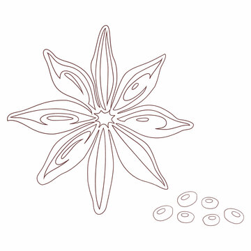 recommend clip art: Simple line illustration of star anise spice with detailed seed pods and individual seeds on white background.