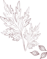 Simple line art illustration of coriander spice with detailed seed pods and individual seeds on white background.