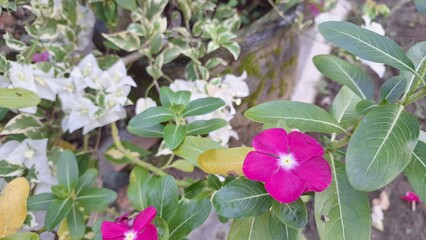Vibrant pink Periwinkle flower (Catharanthus roseus) with water droplets, a popular tropical flowering plant used in traditional medicine.