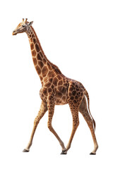 Naklejka premium Majestic Giraffe Walking African Savanna Animal Photography