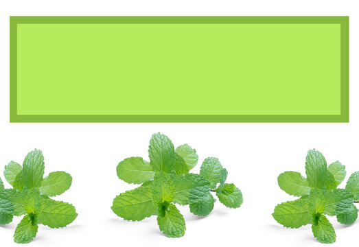 Blank creative template related to mint leaves