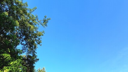 Green tree branches against the background of a clear sky with sunlight and clouds, suitable for background use