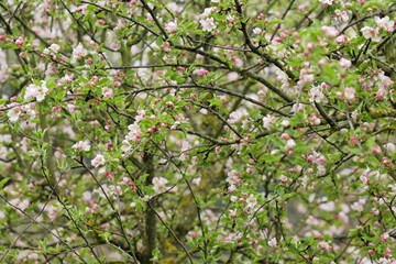 Spring Blossoms in the Heart of Ezcaray