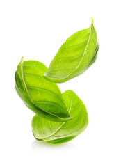 Basil leaves in closeup on white background