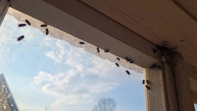 Spring brings flies to the attic window. Many trapped insects try to escape towards the light outside. A close view of nature indoors.