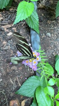 Heliconius charithonia, Zebra butterfly on a flower