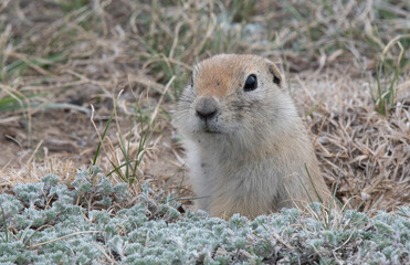 Richardson ground squirrel