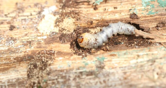 Detailed macro close-up of a wood-boring beetle larva grub on decaying wood