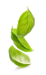 Basil leaves in closeup on white background
