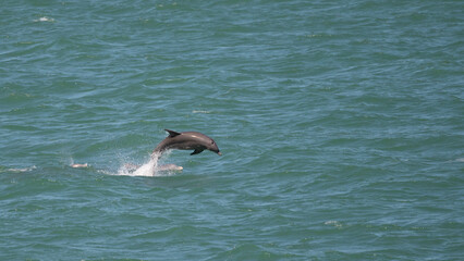 A  Bottlenose dolphin (Tursiops truncatus) leaping out of the water with other dolphis visible beneath it in the Florida Keys, USA.
