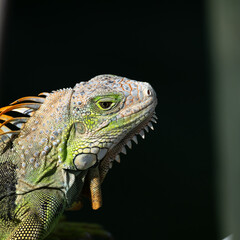 A Green Iguana (Iguana iguana) also known as American Iguana on a dock in the Florida Keys, USA.