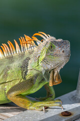 A Green Iguana (Iguana iguana) also known as American Iguana on a dock in the Florida Keys, USA.