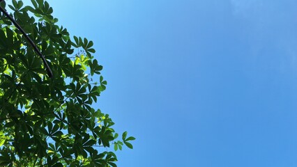 Obraz premium Sunny blue sky with white clouds and lush green tree leaves, natural sunlight background with copy space for text or design