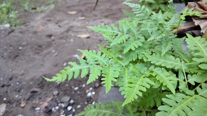 Sensitive Fern Onoclea Sensibilis Growing in Forest with Green Foliage, Summer Leaf Background...
