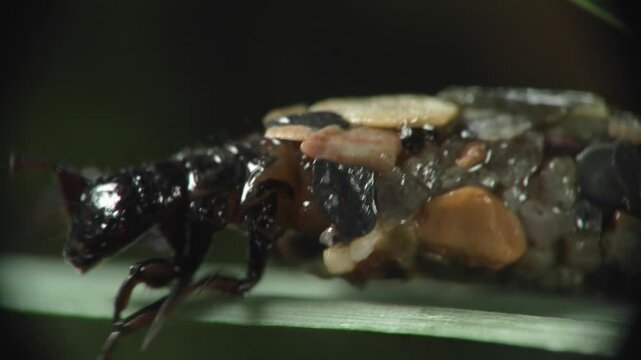 caddis larva Trichoptera	