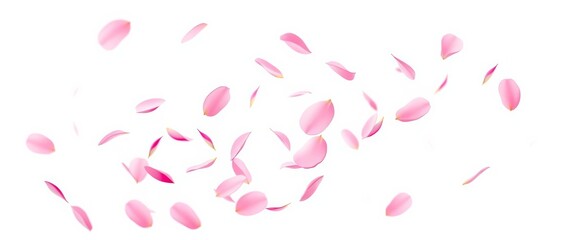 Delicate pink and white petals float gracefully against a pure white background, springtime levitation, floral, elegance