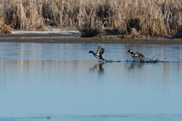 Hooded merganser pair walking on water