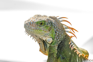 A Green Iguana (Iguana iguana) also known as American Iguana on a dock in the Florida Keys, USA.