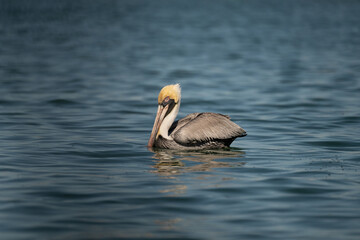 A breeding adult Brown pelican (Pelecanus occidentalis) swimming on the surface near the Florida Keys, USA.