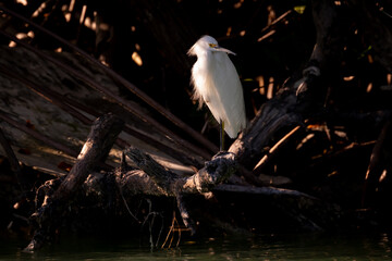 A Snowy Egret (Egretta thula) perched on a tree on the edge of the water in the Florida Keys.