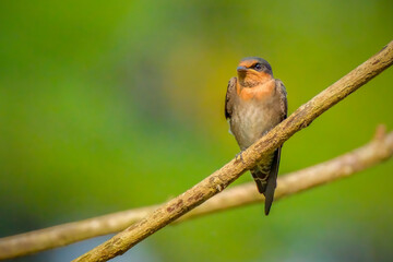 Pacific Swallow or Hill Swallow (Hirundo tahitica)