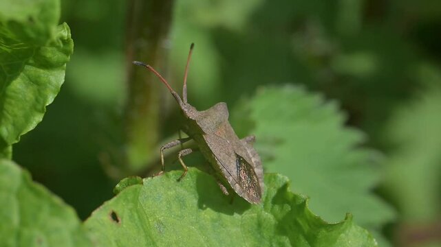 Dock Bug (Coreus marginatus) opening its wings and flying away. April, Kent, UK [Slow motion x 10]