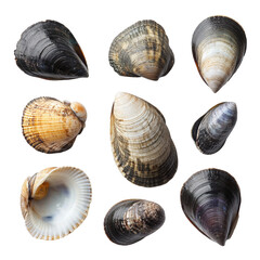 Assorted Colorful Shells Displayed on a White Background for Natural Decor and Crafting on transparent background