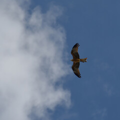 Bald Eagle on Palu Bay, Central Sulawesi, Indonesia