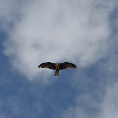Bald Eagle on Palu Bay, Central Sulawesi, Indonesia
