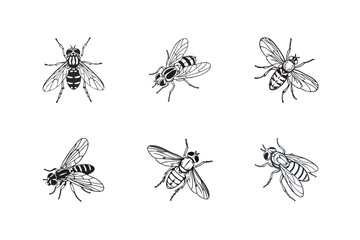 Drosophila melanogaster (Common fruit fly) vector silhouette illustration