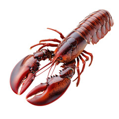 Fresh Red Lobster on White Background, Ideal for Seafood Dishes and Culinary Delights on transparent background